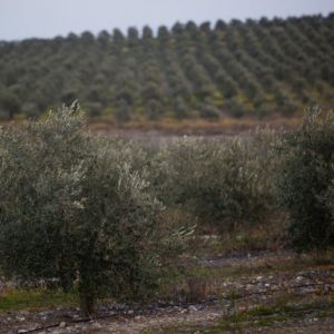 Custo da água em Alqueva faz do olival a cultura mais acessível